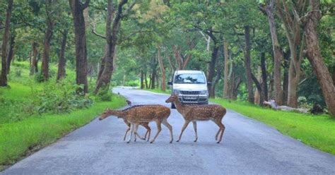 If Forest Fire Wasn't Enough In Bandipur Tiger Reserve, Animals Are Now ...