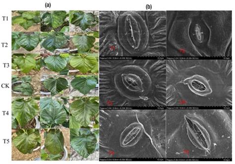 Magnesium Nutrient Application Induces Metabolomics and Physiological ...