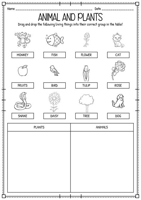 Plant and Animal Sorting Worksheet | Science worksheets, Kindergarten worksheets, Plants worksheets