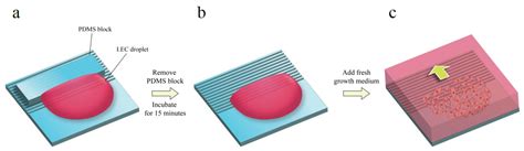 Collective Migration of Lens Epithelial Cell Induced by Differential ...