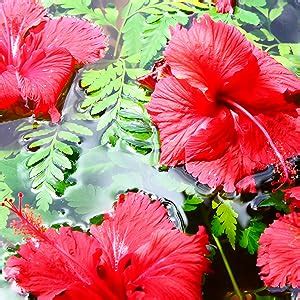 Buy Maui Moisture Lightweight Hydration Hibiscus Water Shampoo for ...