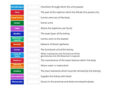 Image result for Kidney Tutorial