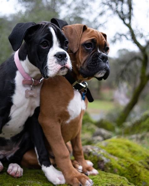 Boxer Dogs on Instagram: "#boxers #boxer #boxersofinstagram #dog # ...