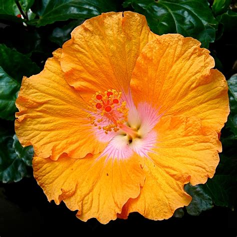 Kadiyam Nursery | best online shopping for shrubs — Mahindra Nursery