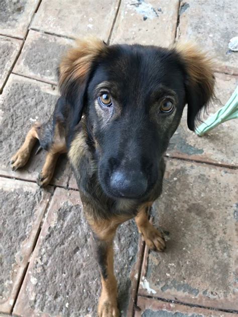 5 Facts of the Indian Pariah Dog – Oliver Pet Care Solutions Pvt Ltd