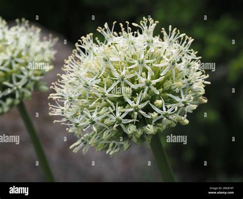 Onion Family Allium at Bianca Kethel blog