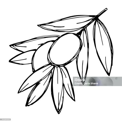 Hand Drawn Olive Branch Clipart Stock Illustration - Download Image Now ...