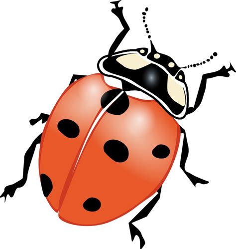 Clipart - ladybug | Ladybug, Ladybird, Lady beetle