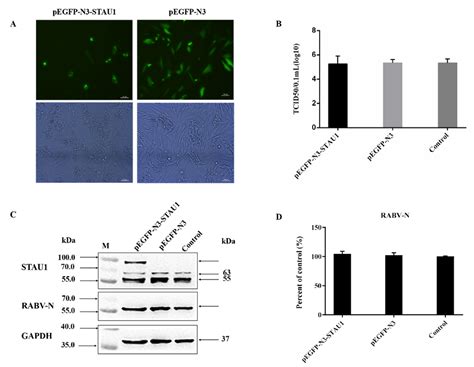 Function of Host Protein Staufen1 in Rabies Virus Replication