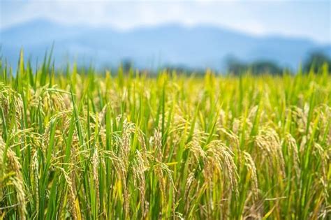 Gilaki Rice Cultivation: Traditional Paddy Farming Methods of Northern Iran