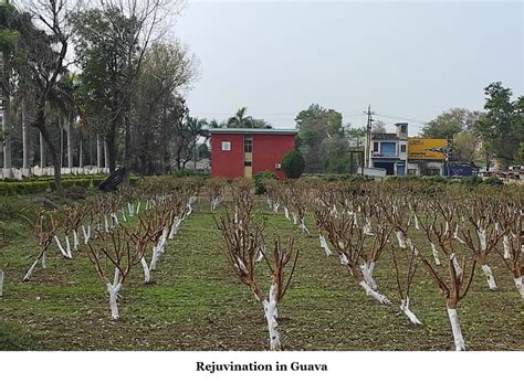 Dr YS Parmar University of Horticulture & Forestry