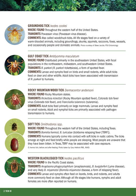 Identifying Ticks | Nantucket, MA - Official Website