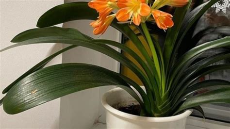 OBAVEZNO KUPITE OVU BILJKU, MAGNET JE ZA SREĆU: Ali obratite pažnju, na ...