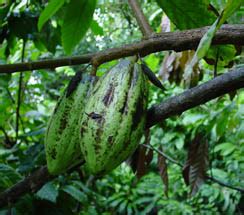 TNAU Agritech Portal :: Crop Protection