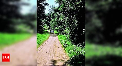 Corridor Conservation: Nagpur Forest Circle to focus on strengthening ...