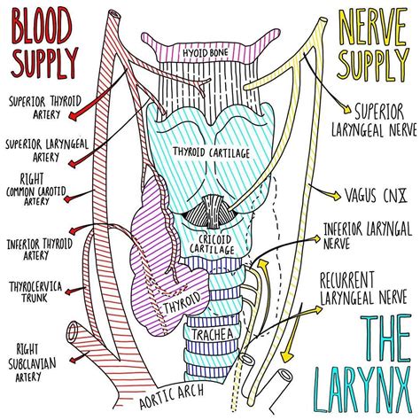 The Larynx - Blood and Nerve Supply #medschoollife #medicalstudent # ...