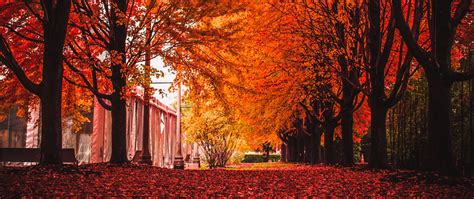 Download wallpaper 2560x1080 autumn, park, trees, foliage dual wide ...