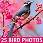 Image result for Colorful Bird Photography