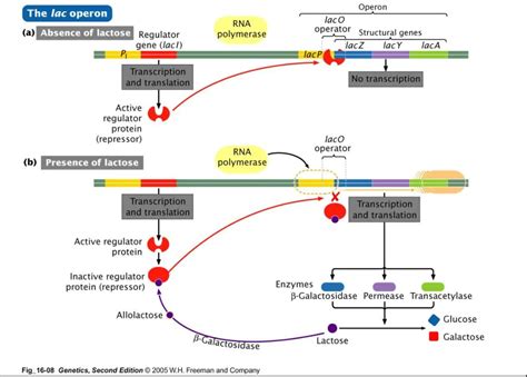 Image result for Lac Operon Chart