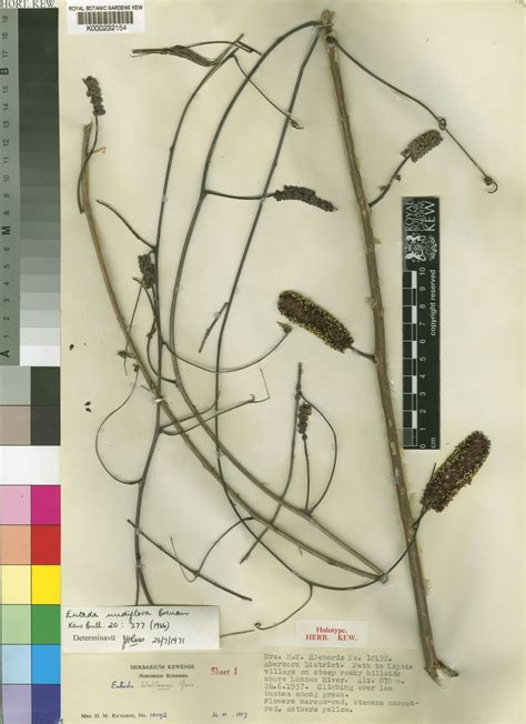 Entada nudiflora Brenan | Plants of the World Online | Kew Science