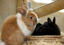 Image result for Rabbits Hugging