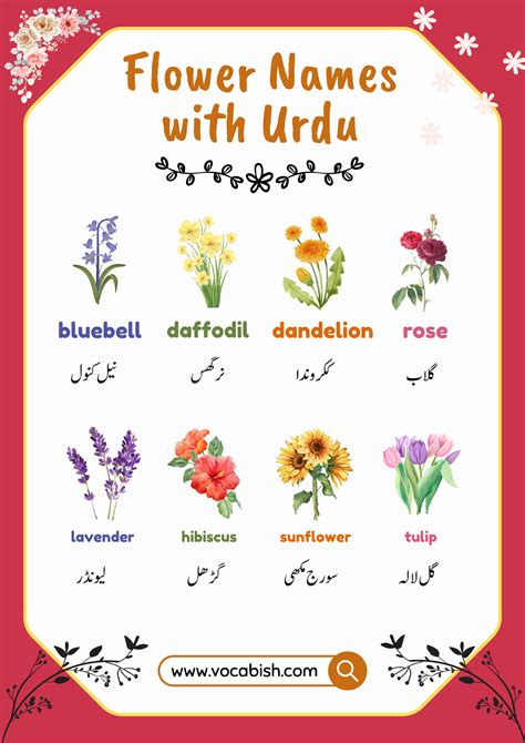 50+ Flowers Name in English with Pictures | Vocabish