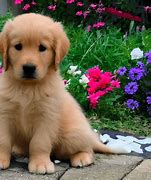 Image result for Golden Retriever Protecting Wildlife Bunnies