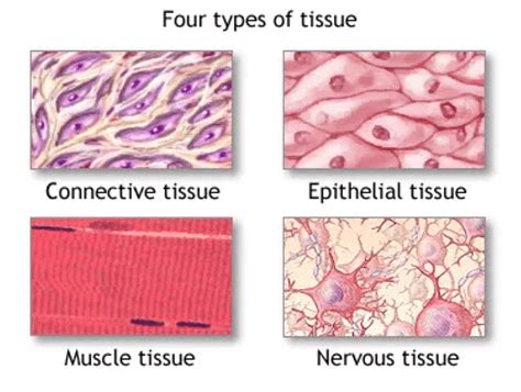 Important Point Notes: Tissues - Class 9 PDF Download