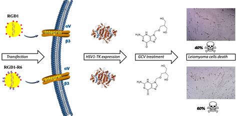 Development of iRGD-Modified Peptide Carriers for Suicide Gene Therapy ...