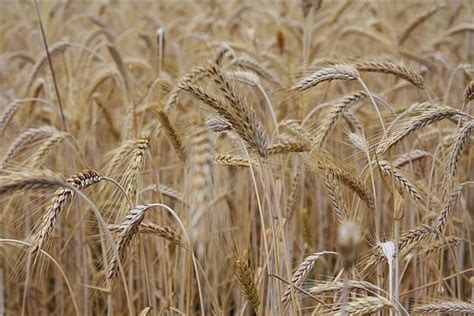 梦见播种小麦是什么预兆？_周公解梦