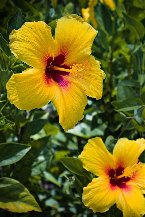 Yellow Hibiscus State Flower Of Hawaii | Best Flower Site