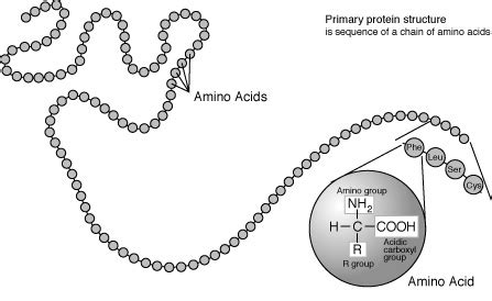 Primary Protein Structure - BIOLOGY JUNCTION