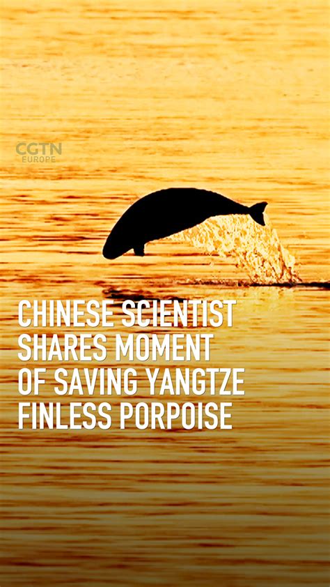How to save the finless porpoise – the 'Smiling Angel of the Yangtze' - CGTN