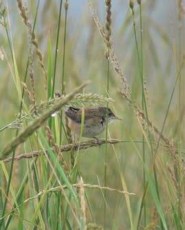 Marsh Wren « Whooping Crane Festival