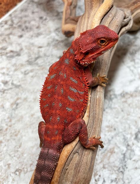 Red monster 100 percent central bearded dragon by house of dragons ...