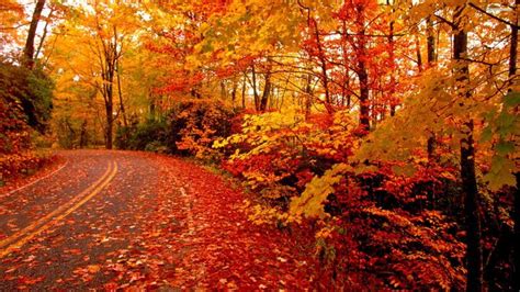 Image result for Fall From Step Ladder
