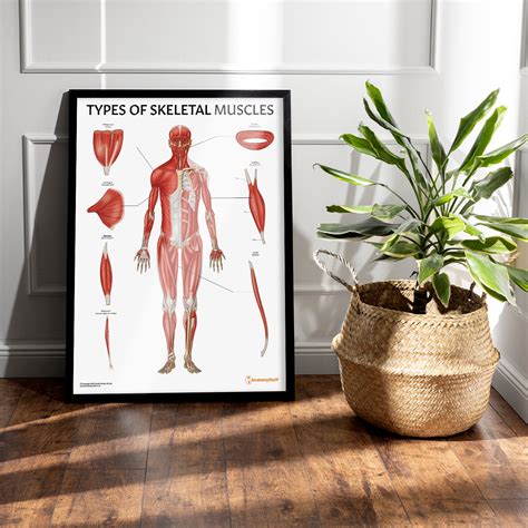 Image result for Skeletal Muscles