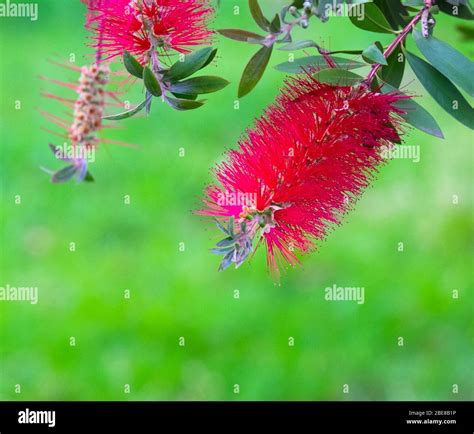 Red bottle brush plants hi-res stock photography and images - Alamy