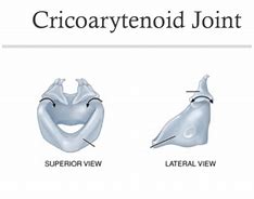 cricoarytenoid 的图像结果