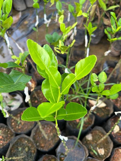 Kaffir Lime Plant