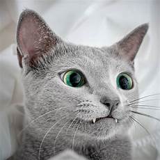 blue cats mesmerizing photos of russian blue cats with green blue cats mesmerizing photos of russian blue cats with green