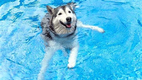 Image result for Dogs Swim Compilation
