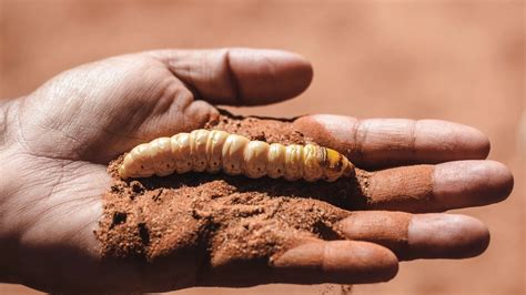 Uluru with kids | Jetstar