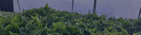 Tipos de vivero y sus usos en la producción vegetal