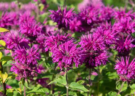 Bee Balm Plant Information All About Bee Balm Adams Fairacre Farms