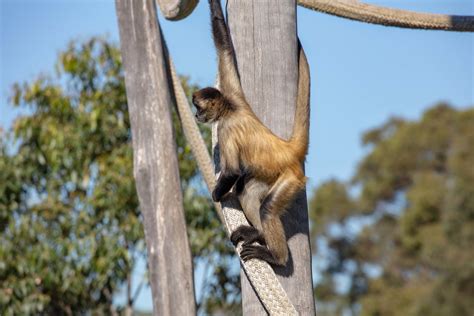 Black-handed Spider Monkey - ZooChat