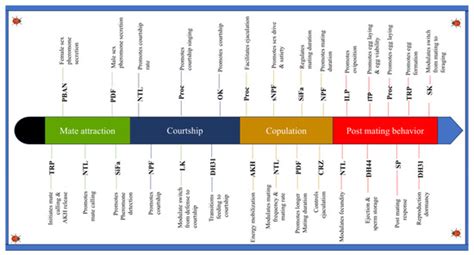Insect Mating Behaviors: A Review of the Regulatory Role of Neuropeptides