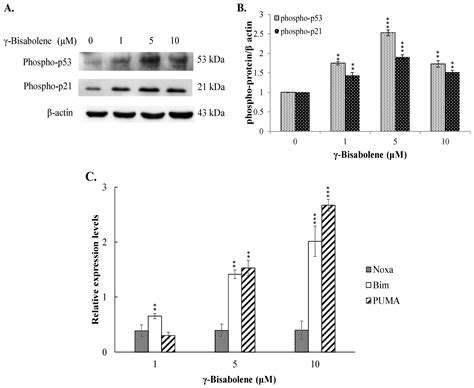 Anticancer Activity of γ-Bisabolene in Human Neuroblastoma Cells via ...