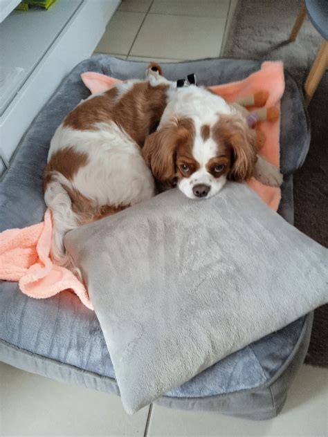 Noah's Ark, Auch: Information, Tickets and Reviews