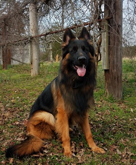 Long Coat German Shepherd Video at Allison Stefanie blog